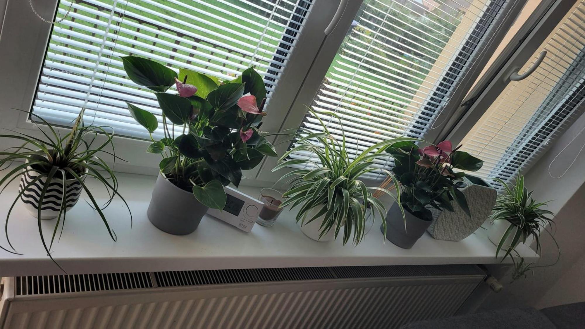 Novy Apartman Eva Jičín Kültér fotó